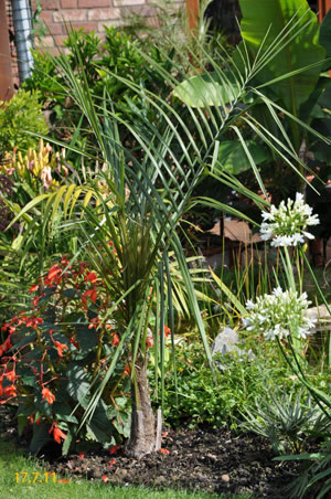 Parajubaea torallyi var. torallyi
